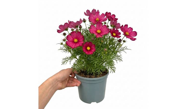 Accelopack Apollo 40cm Red Cosmos Plant