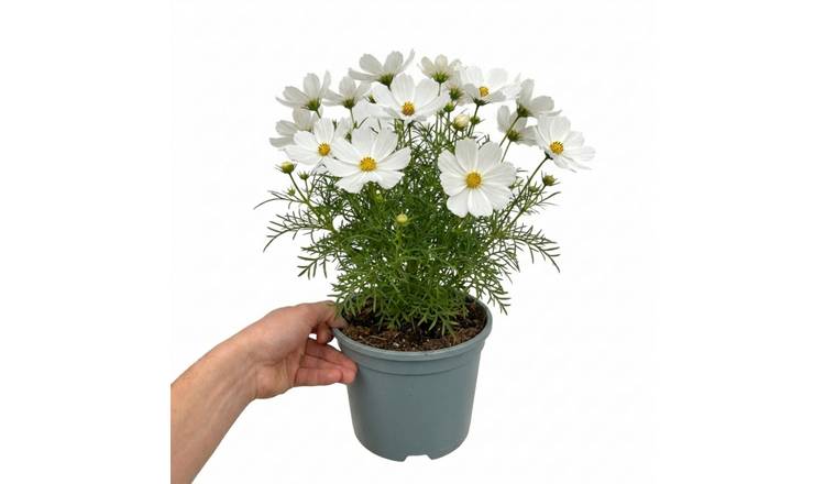 Accelopack Apollo 40cm White Cosmos Plant