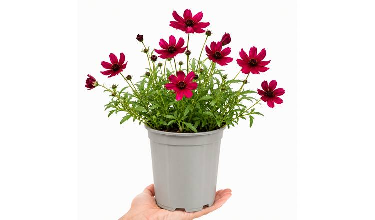 Accelopack Cherry Chocolate 40cm Red Cosmos Plant