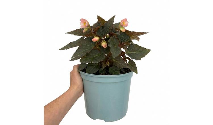 Accelopack Non Stop Mocca 60cm Pink Begonia Plant