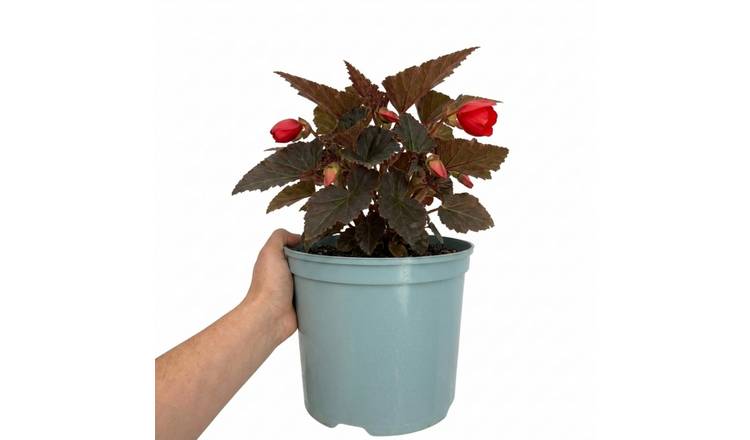 Accelopack Non Stop Mocca 60cm Red Begonia Plant