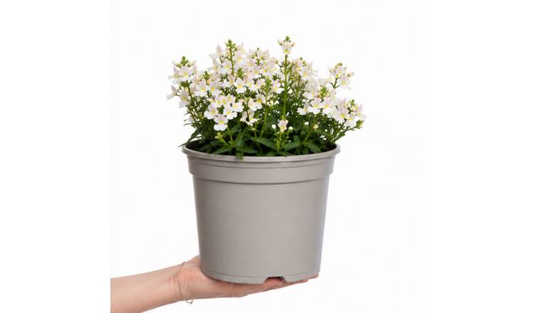 Accelopack Lady Mary 60cm White Nemesia Plant