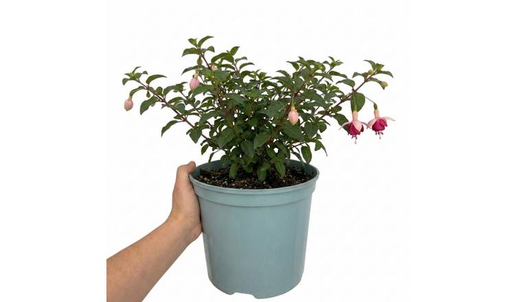 Accelopack Paula Jane 60cm Multicolour Fuchsia Plant