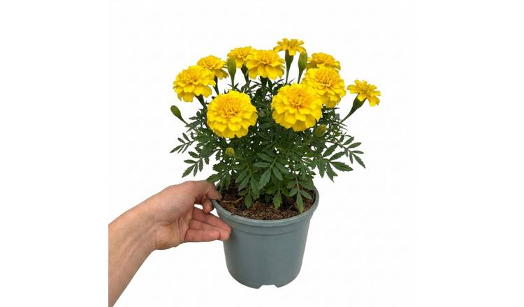 Accelopack Durango 40cm Yellow Marigold Plant