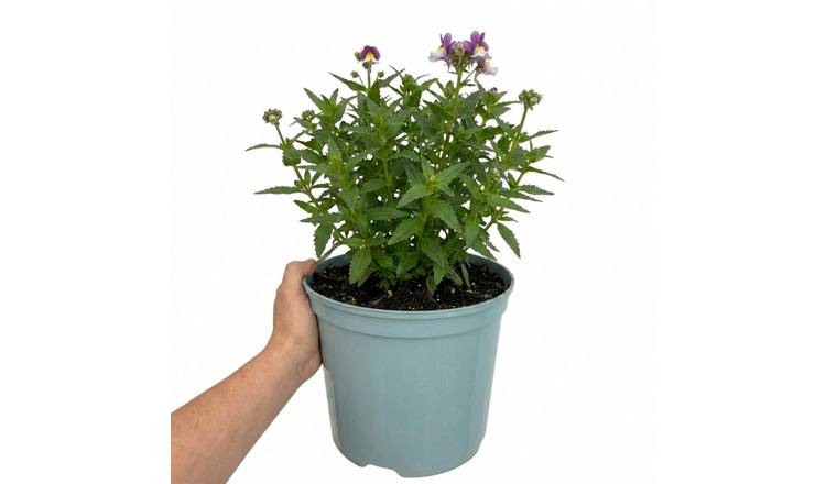 Accelopack Lady Kate 60cm Multicolour Nemesia Plant
