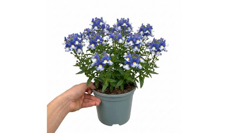 Accelopack Nuvo 40cm Blue Nemesia Plant