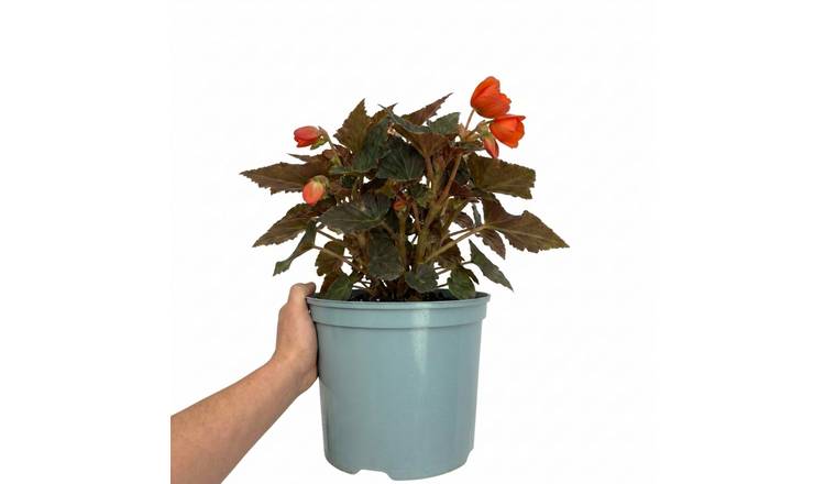 Accelopack Non Stop Mocca 60cm Orange Begonia Plant