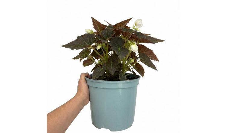 Accelopack Non Stop Mocca 60cm White Begonia Plant