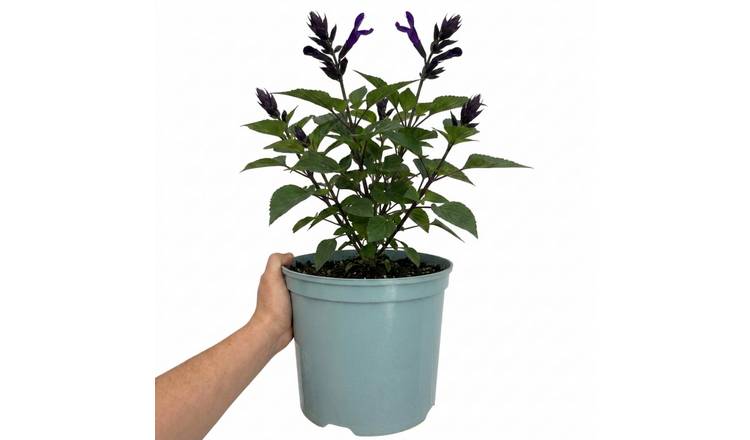 Accelopack Sangoons 60cm Multicolour Salvia Plant