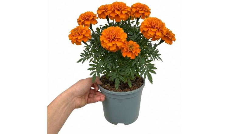 Accelopack Taishan 40cm Orange Marigold Plant