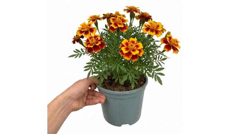 Accelopack Durango 40cm Orange Marigold Plant