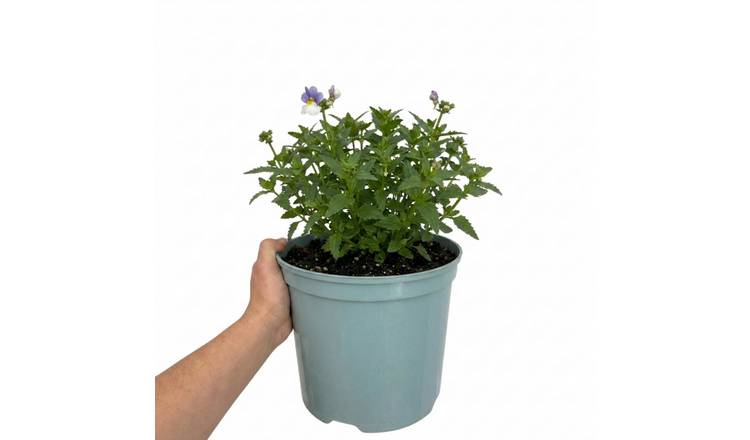 Accelopack Lady Lisa 60cm Purple Nemesia Plant