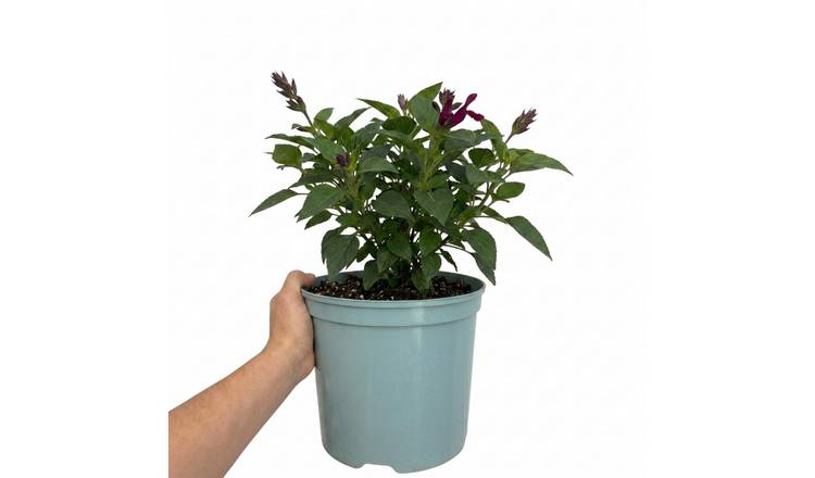 Accelopack Sangoons 60cm Purple Salvia Plant