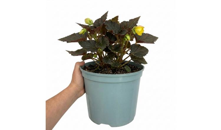 Accelopack Non Stop Mocca 60cm Yellow Begonia Plant