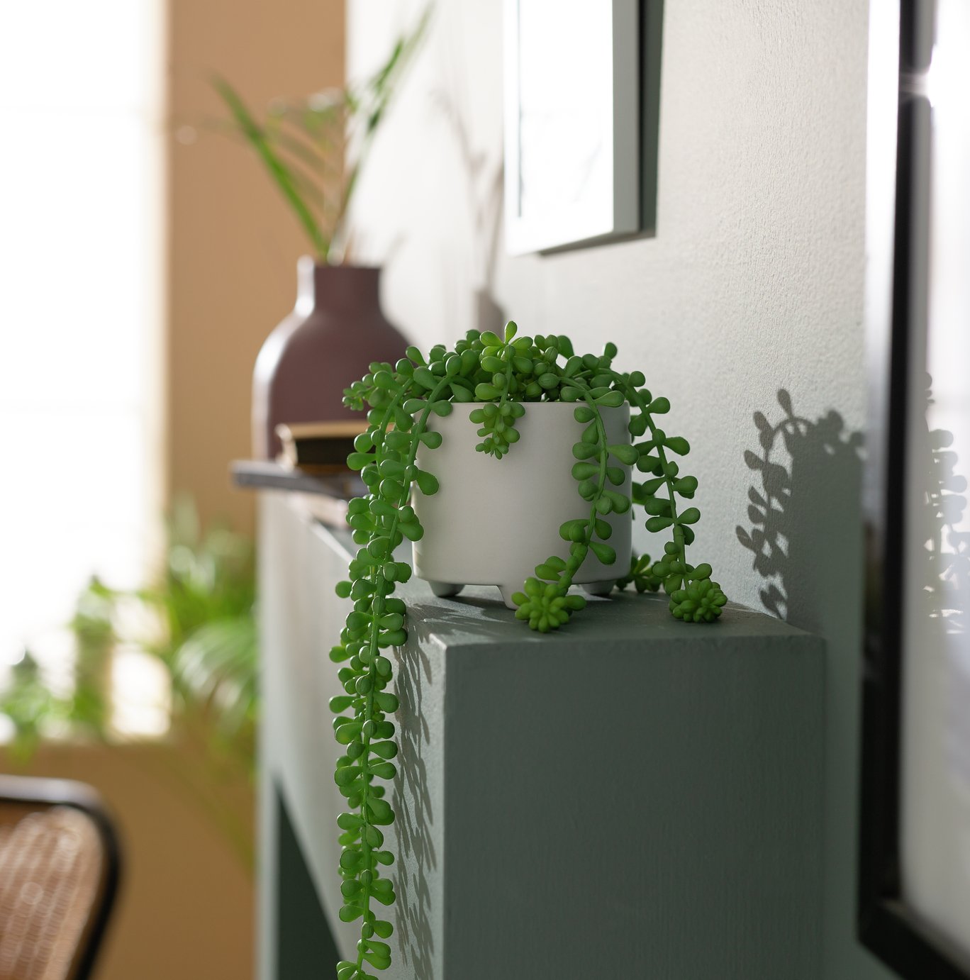 Sainsbury's Home Trailing House Plant Reviews