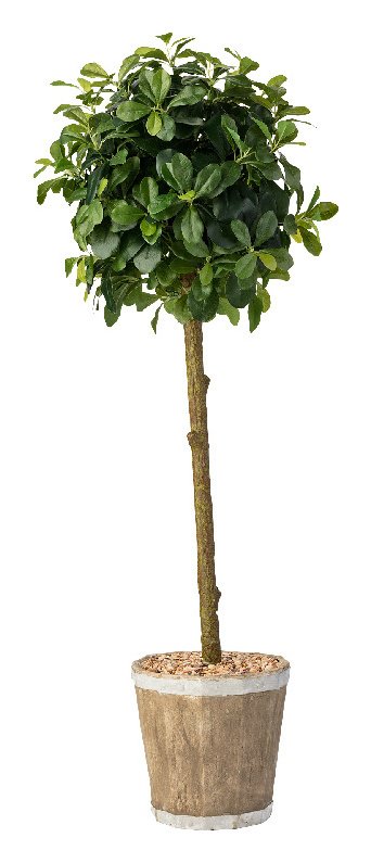 Argos Home Artificial Rounded Bay Tree In A Wooden Pot