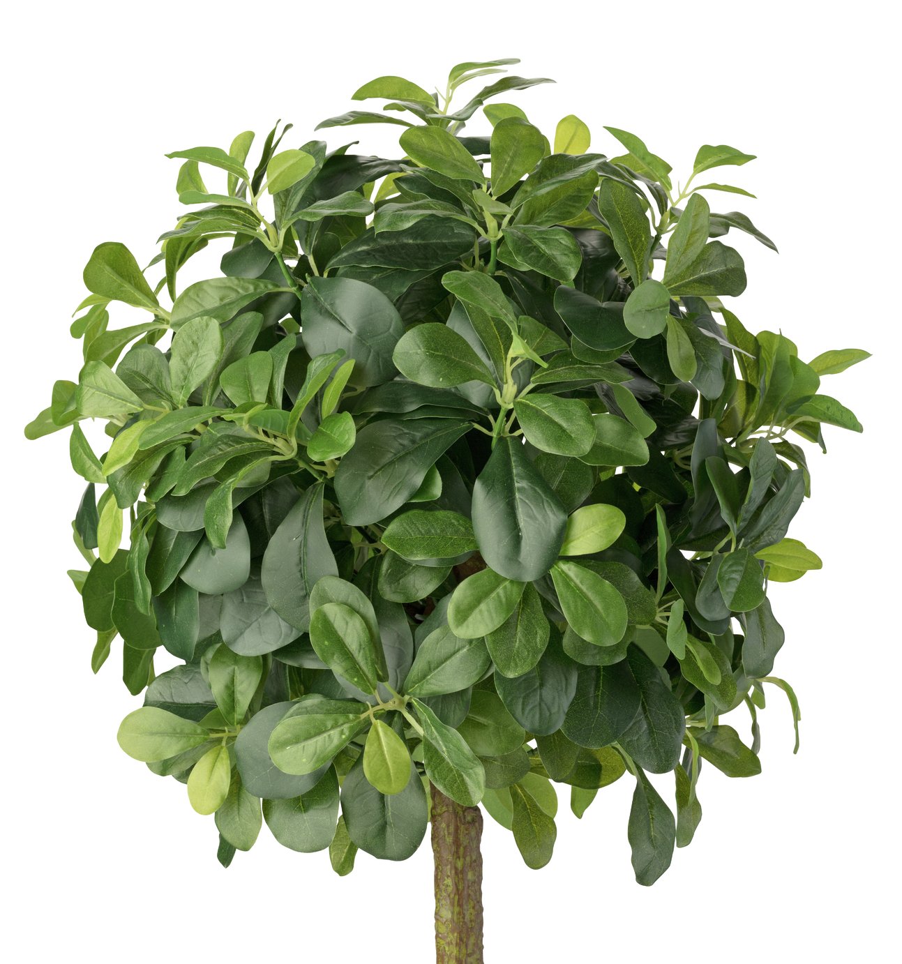 Argos Home Faux Rounded Bay Tree in Wooden Pot Reviews