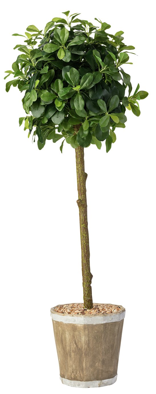 Argos Home Faux Rounded Bay Tree in Wooden Pot Reviews