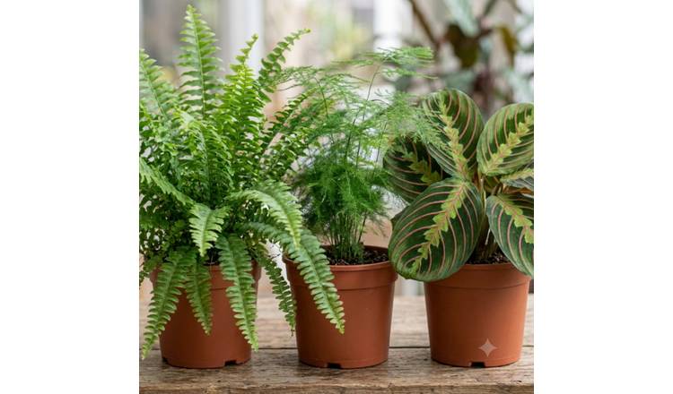 Doorstep Plants Fern and Texture Multicolour House Plant - Pack of 3