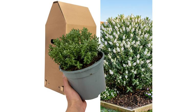 Doorstep Plants Hebe Sutherlandii White Shrub Plant