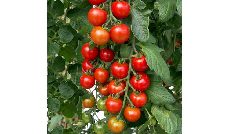 Marshalls Garden Cordon Tomato Seeds Shirley F1 - 20 Seeds