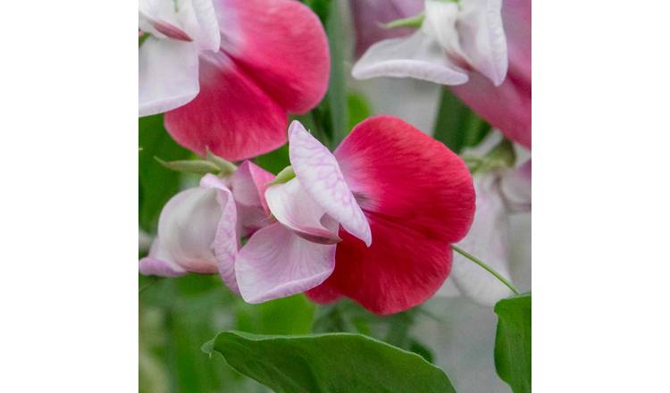 Unwins Sweet Pea Seeds 'Little Red Riding Hood' - 21 Seeds