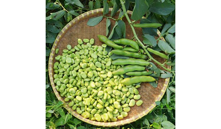 Marshalls Garden Broad Bean Seeds 'The Sutton' - Compact Rhs Award - 65 Seeds