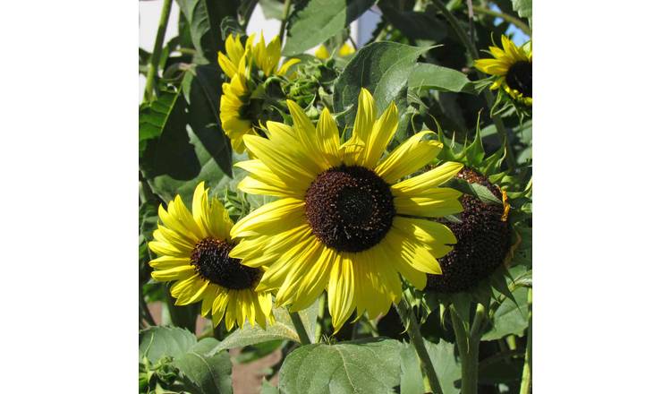 Unwins Sunflower 'Lemon Moonshine' - 25 Seeds