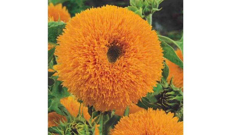 Unwins Sunflower Seeds 'Teddy Bear' - 35 Seeds