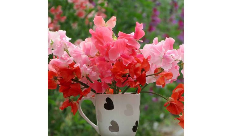 Unwins Sweet Pea Seeds 'Peach Melba Mix' - 21 Seeds