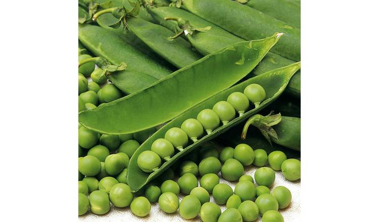 Unwins Pea Seeds 'Douce Provence' - 270 Seeds