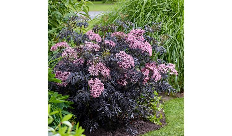 Marshalls Garden Sambucus 'Cherry Lace' -  Maroon-Foliage  - 9cm Plant