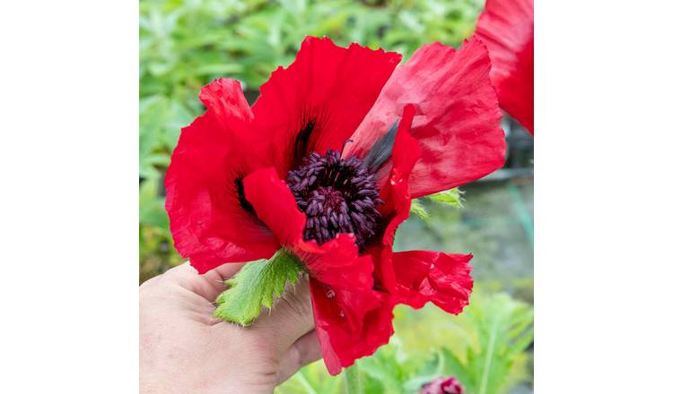 Marshalls Garden Papaver Orientale 'Beauty Of Livermere' - 3 x 9cm Plants
