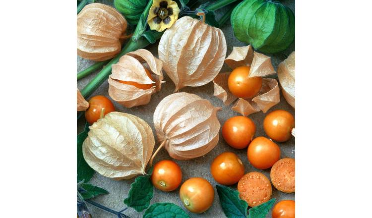 Unwins Cape Goosberry Seeds 'Little Lantern' - 10 Seeds