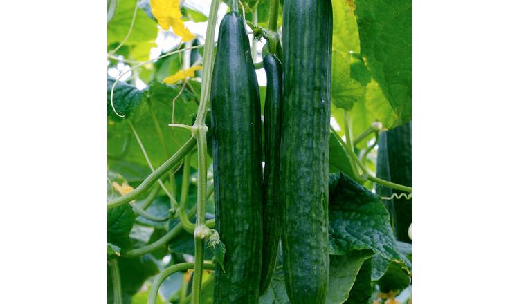 Marshalls Garden Cucumber Seeds Euphya F1 - 5 Seeds