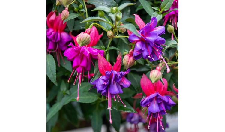 Marshalls Garden Fuchsia  'Winston Churchill' - RHS AGM - 3 Litre Plant