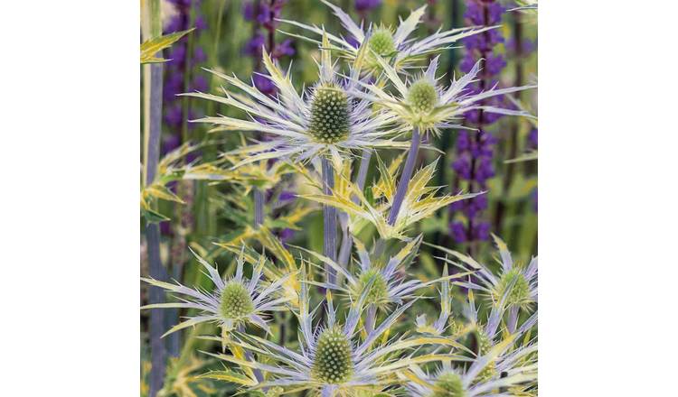 Marshalls Garden Eryngium Neptune Gold Eryngium - 9cm Plant