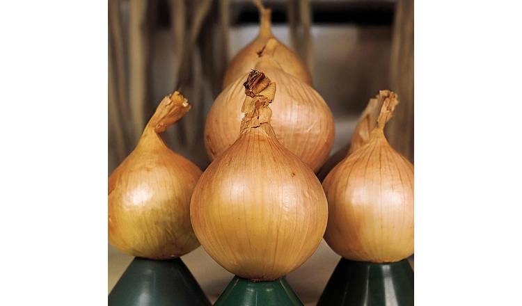 Marshalls Garden Ailsa Craig Onion Seeds, Heritage Exhibition - 500 Seeds
