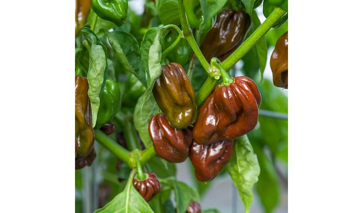Marshalls Garden Chilli Pepper Seeds 'Habanero Chocolate' - 8 Seeds