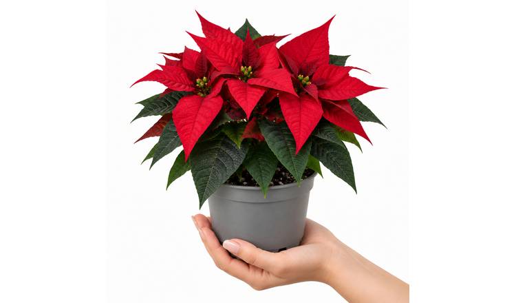 Doorstep Plants Poinsettia Red House Plant