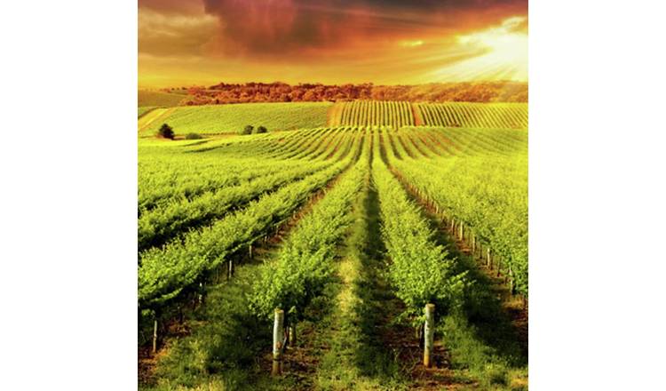 Buyagift Vineyard Tour and Tasting for Two Gift Experience