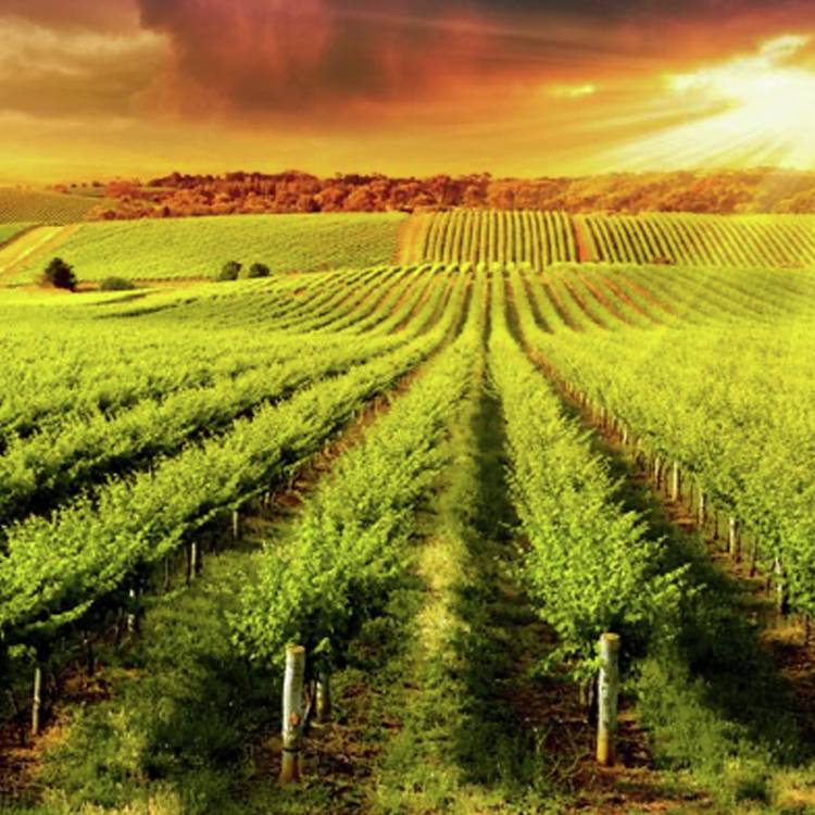 Buyagift Vineyard Tour and Tasting for Two Gift Experience 0