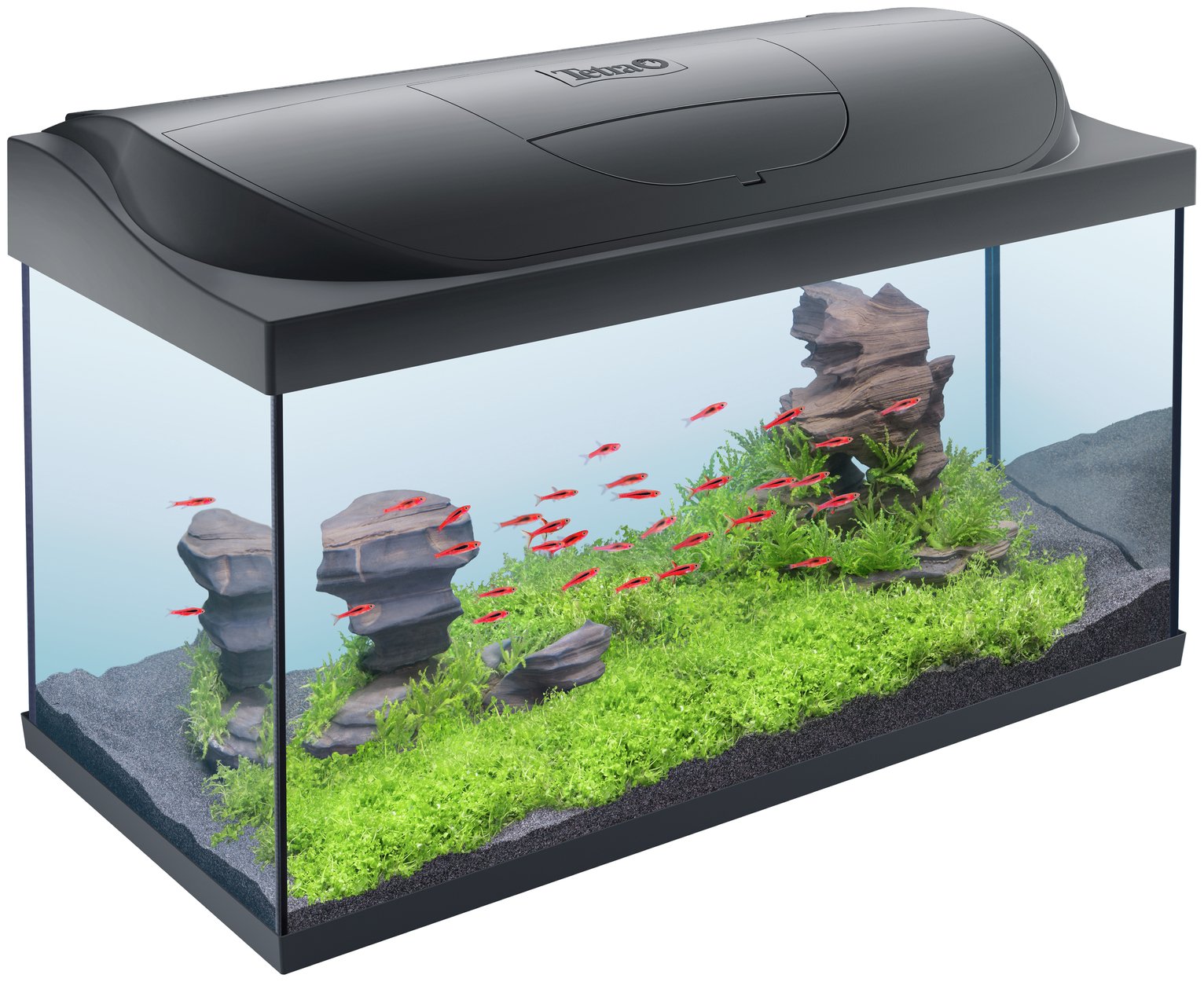 tropical fish tank argos