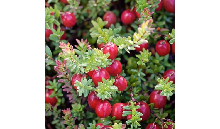 Marshalls Garden Cranberry 'Pilgrim' - 2 Litre Plant