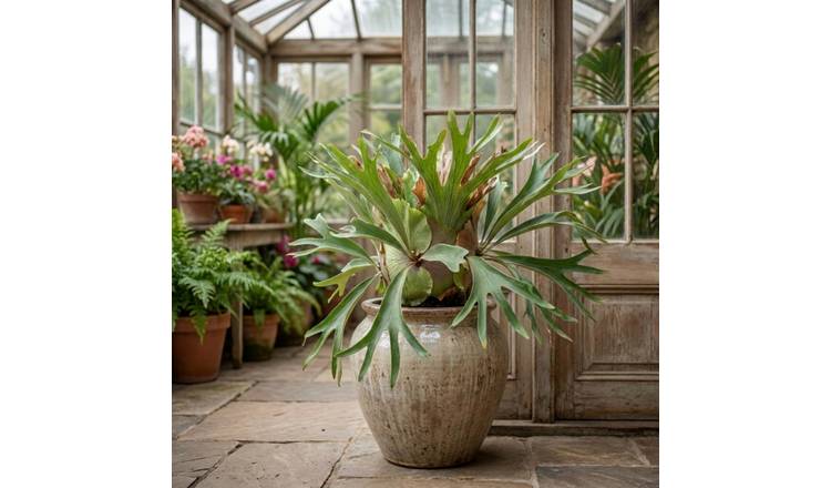 Doorstep Plants Staghorn Fern House Plant