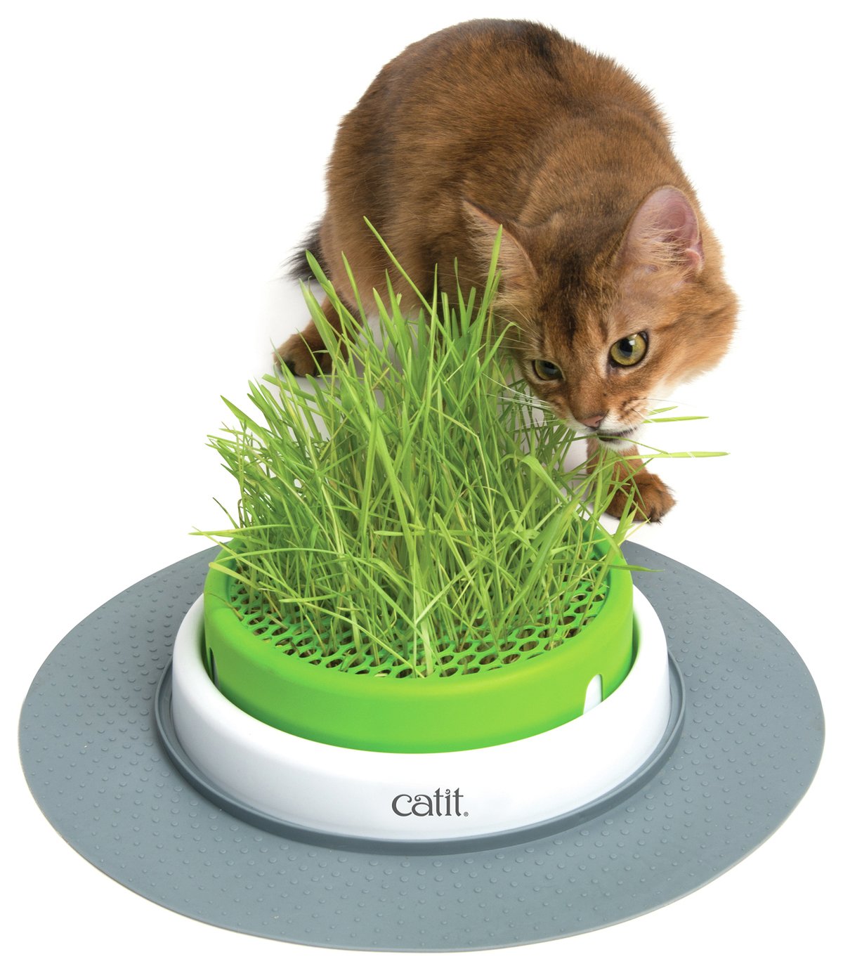 Catit Senses Grass Planter Review