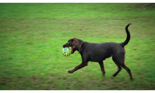 JML Wobble Wag Giggle Ball Dog Toy
