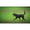 JML Wobble Wag Giggle Ball Dog Toy