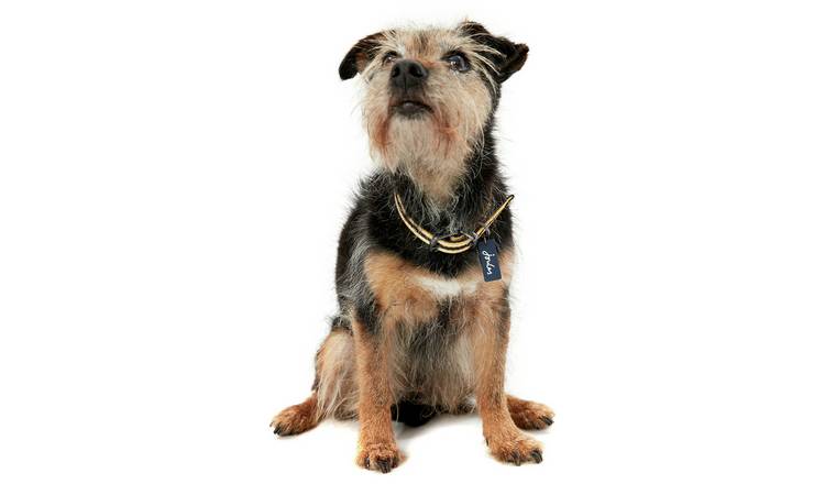 Joules Navy Coastal Dog Collar - Small