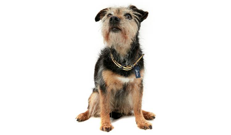 Joules Navy Coastal Dog Collar - Medium 